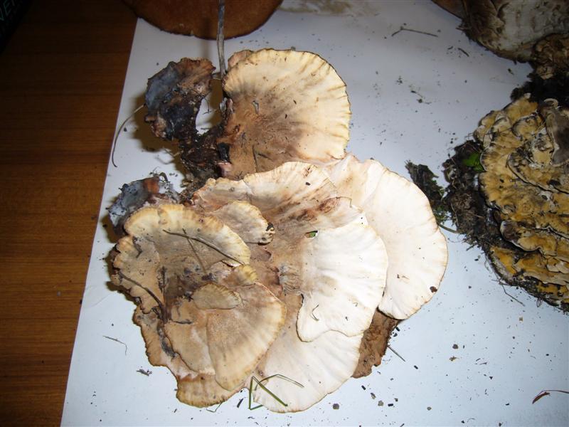 Aphillo2 (Abortiporus biennis)
